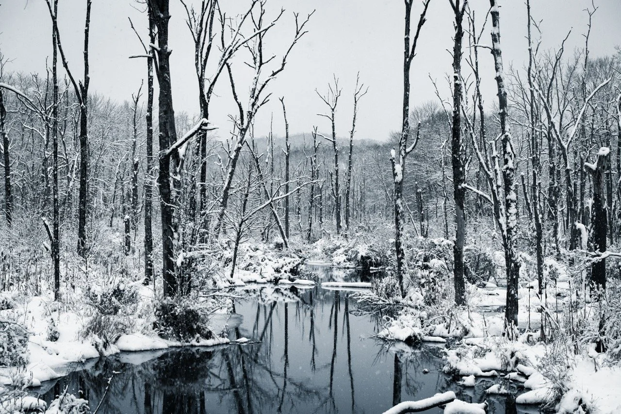 DSC_0598 Large copy.jpeg