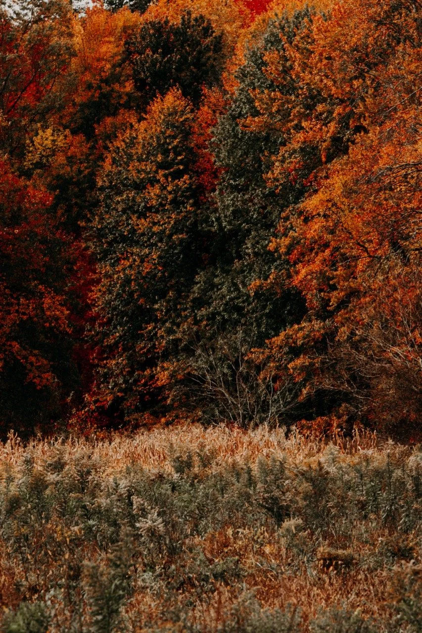 DSC_7129 copy Large.jpeg