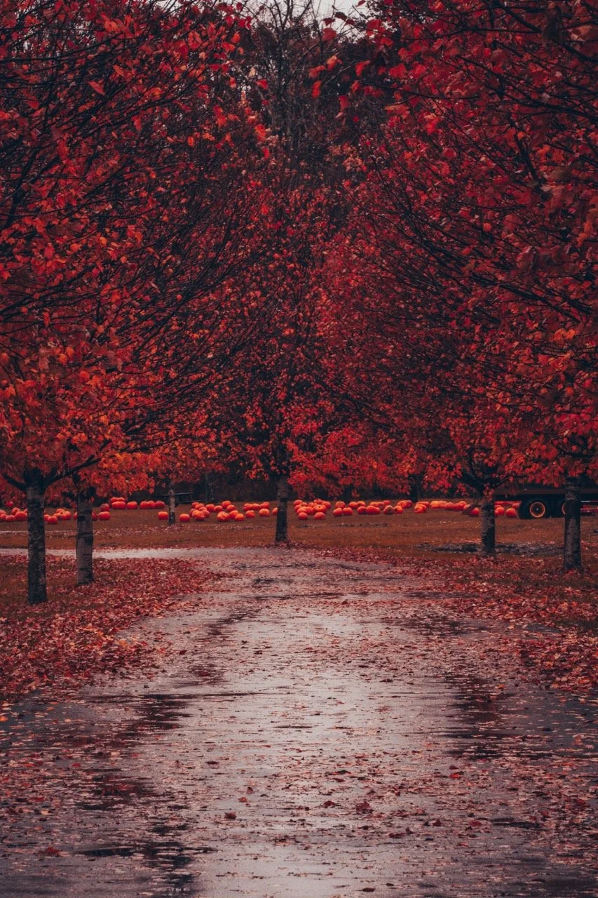 DSC_7249 copy Large.jpeg