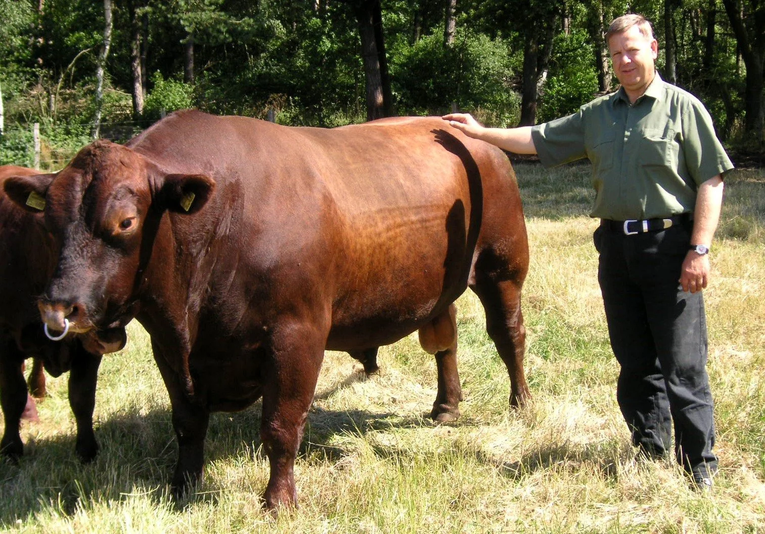 Riekenberg mit rotem Angusbulle