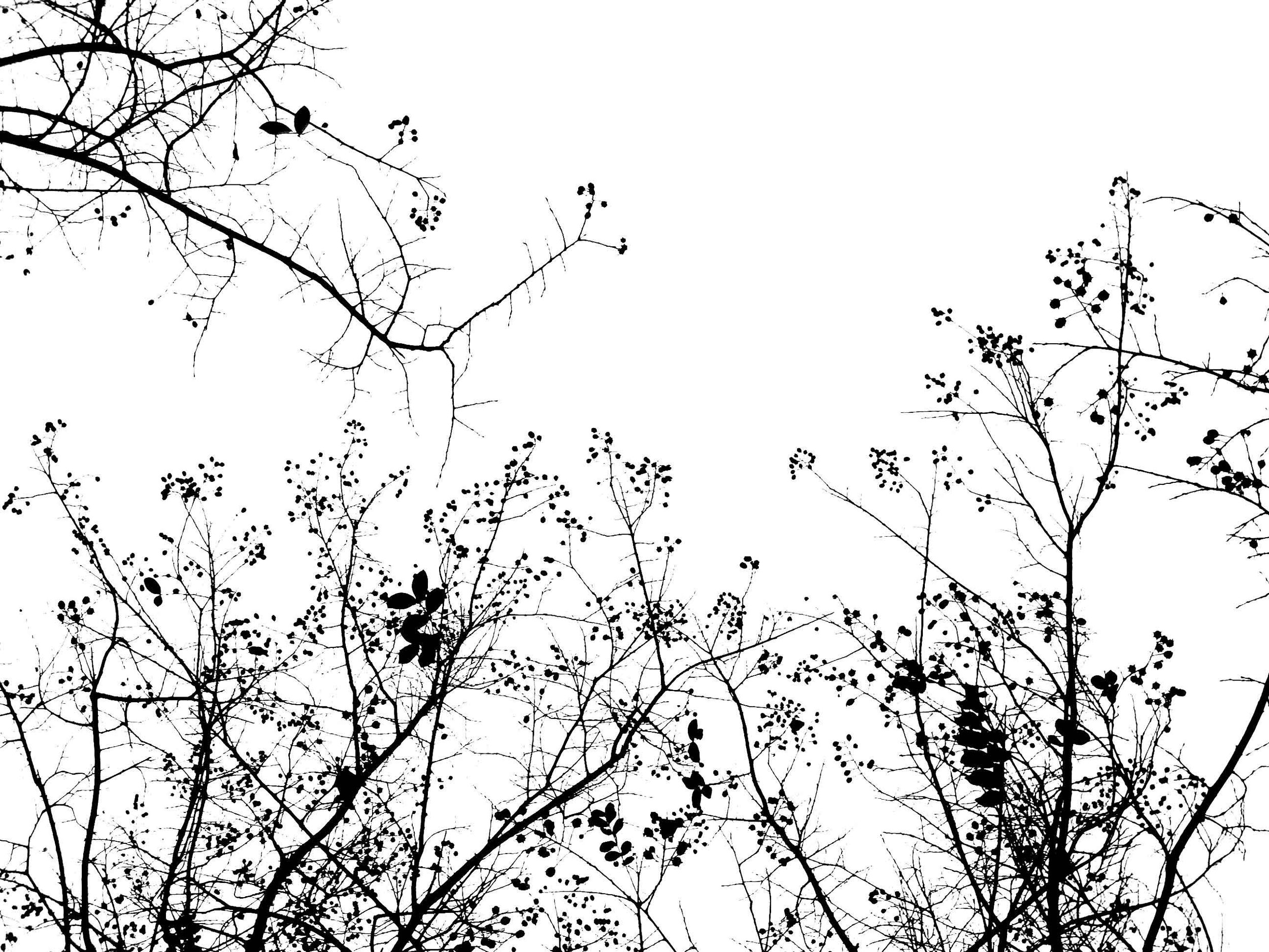 Black silhouettes of tree branches with small leaves and berries against a white sky.