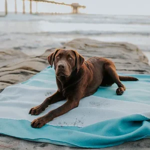 A brown dog lying on a blue towel at the beach with the ocean and a pier in the background.