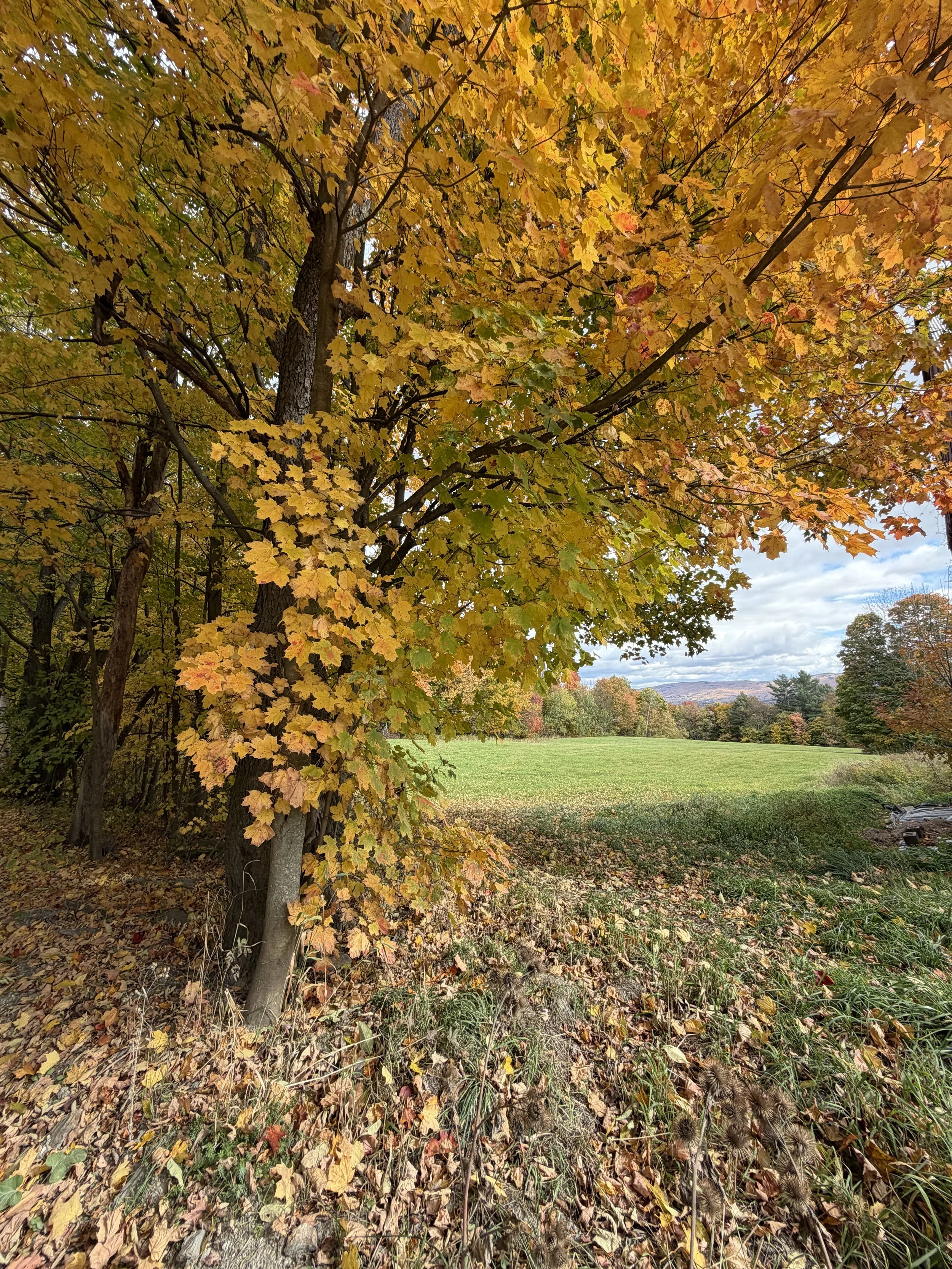 Fall foliage tree