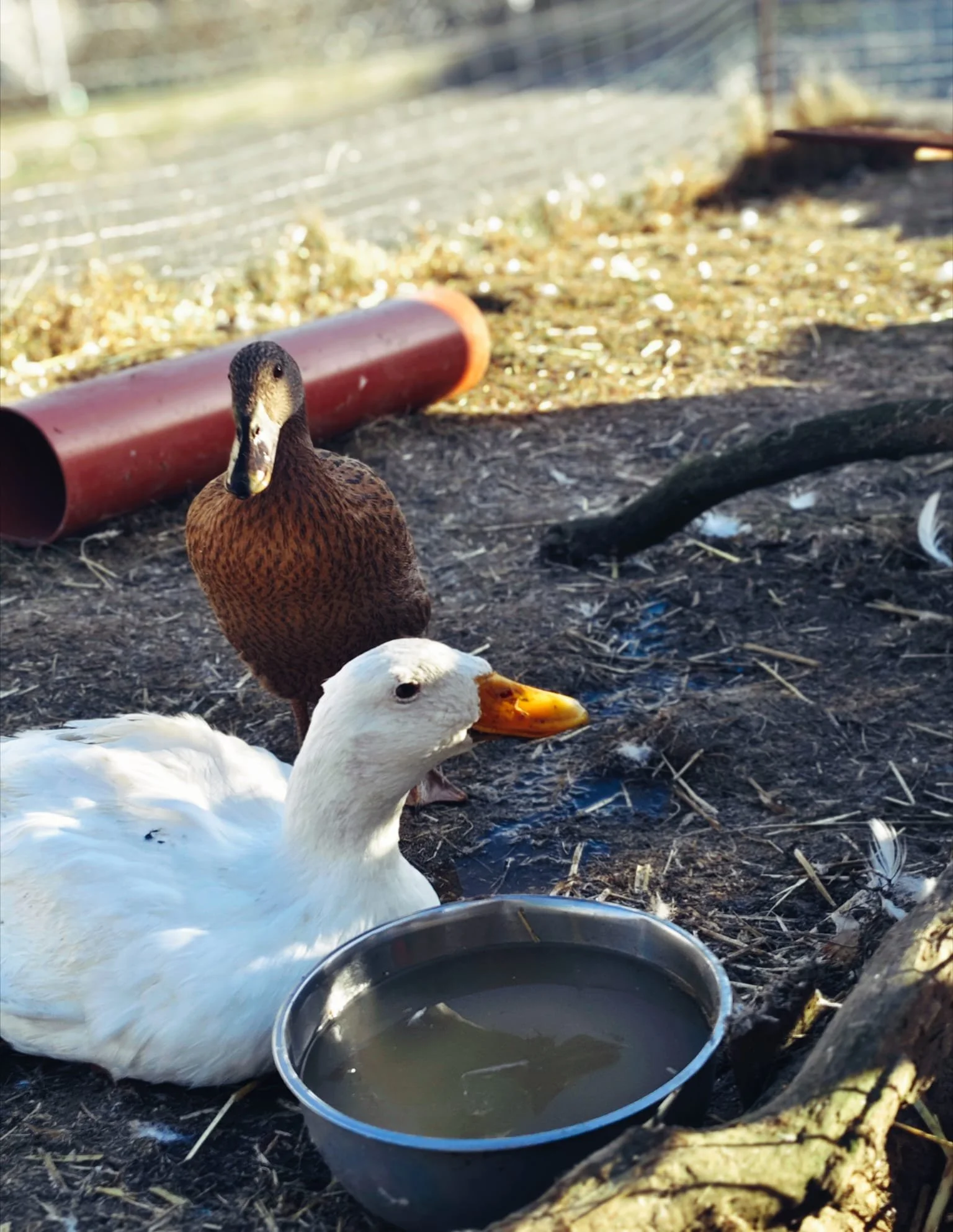 WhatsApp Image 2026-02-08 at 16.54.57.jpeg