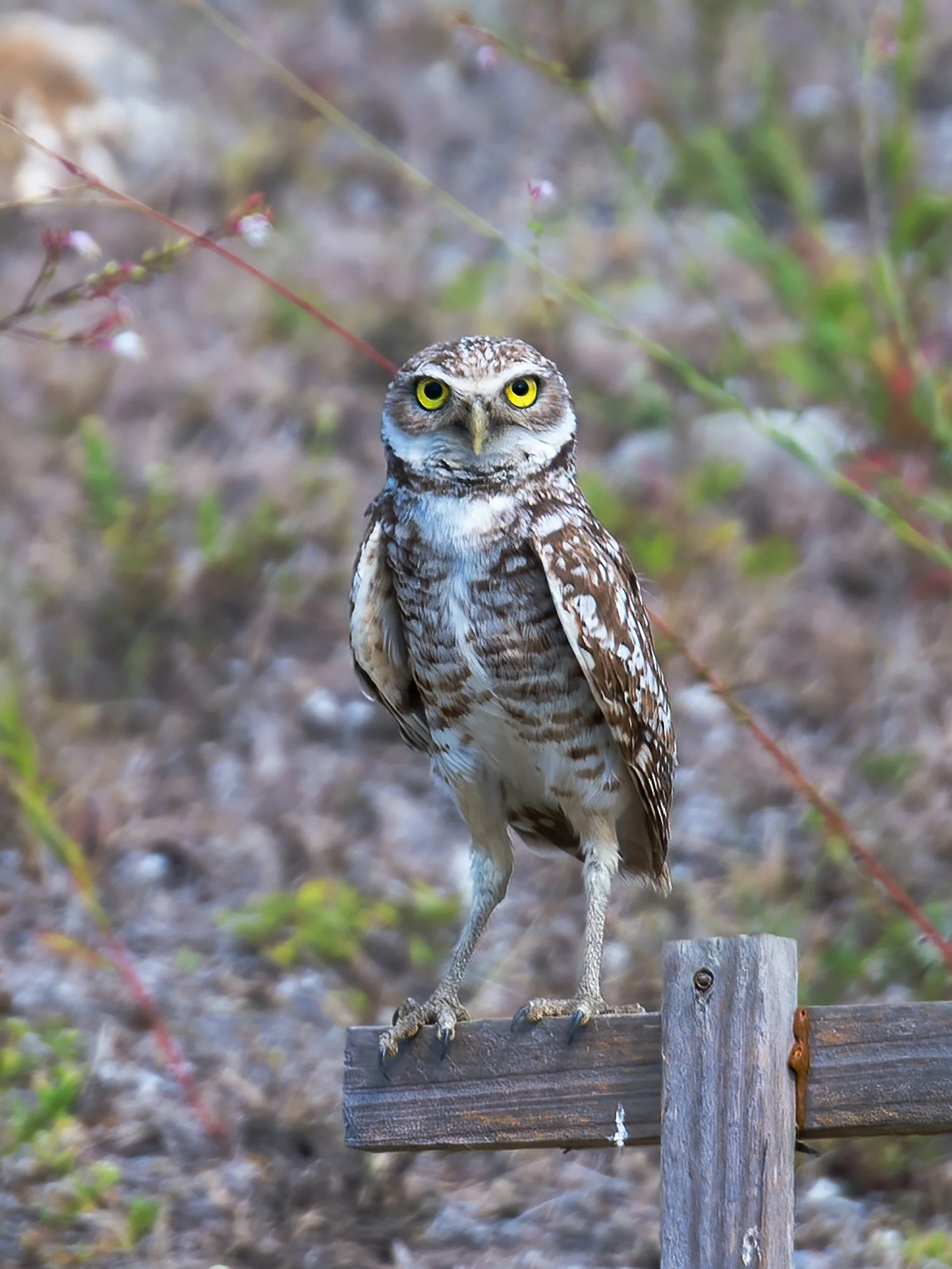 A small owl with yellow eyes perched on a wooden beam outdoors, with blurred foliage in the background.
