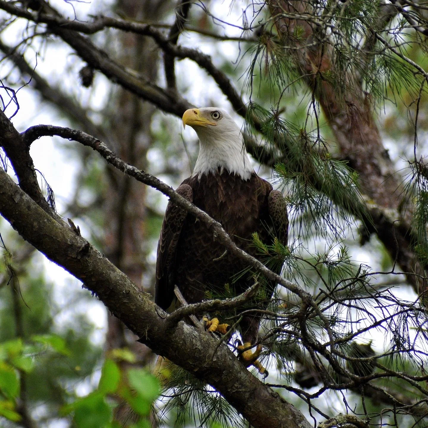 A bald eagle perched on a tree branch amidst pine needles and branches.