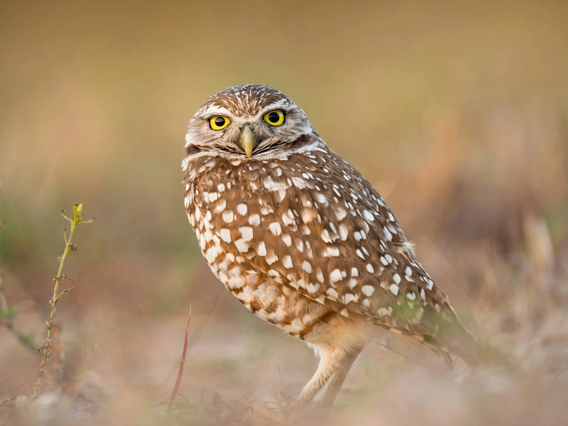 A brown and white speckled owl with yellow eyes standing on the ground in a natural setting.