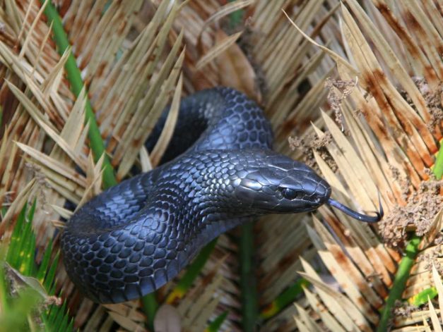 A black snake with smooth, shiny scales, partially coiled among dried grass and green plants.