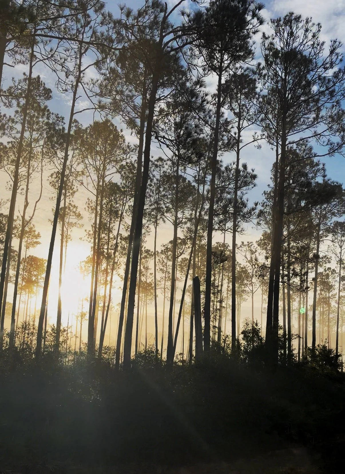 Sunrise or sunset through tall pine trees in a forest with a partly cloudy sky.