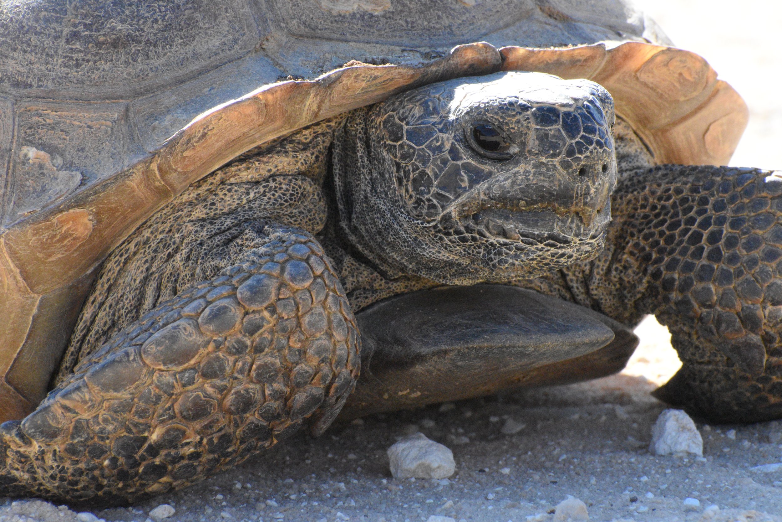 Close-up of a dry land turtle with textured shell and skin, lying on sandy ground.