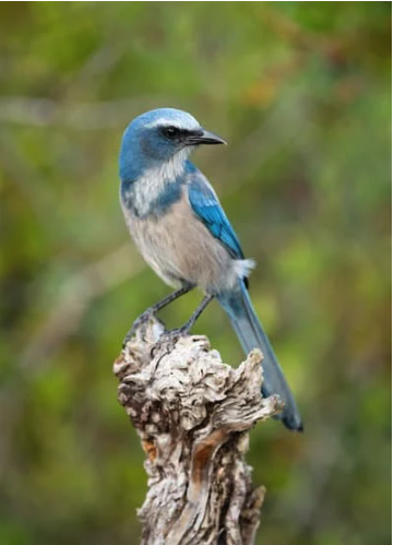 A blue and gray bird perched on a weathered tree stump, with a blurred green foliage background.