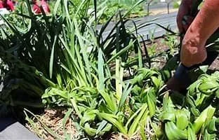 Staycation Green space plant close.jpg