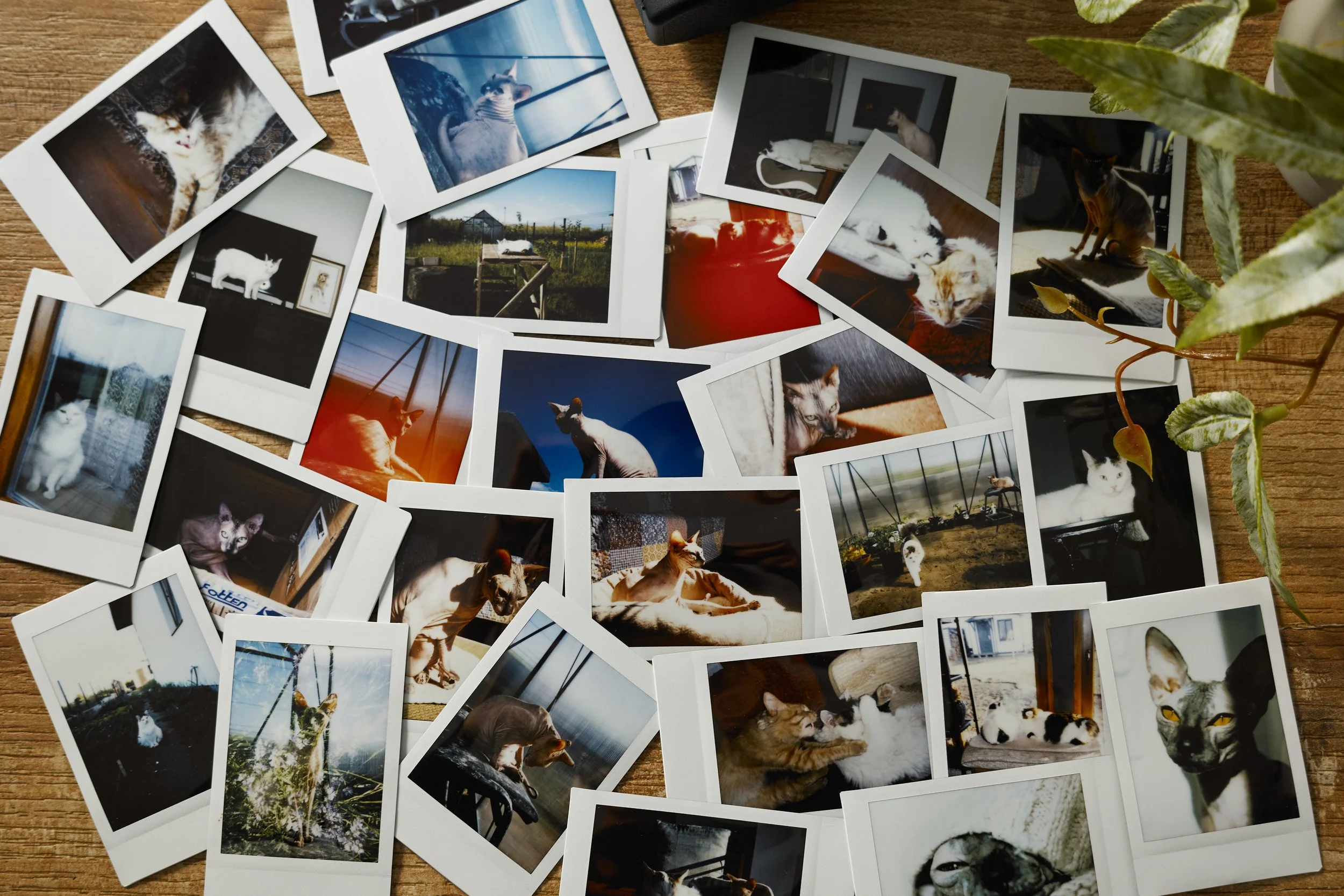 Photo album picture spread.jpeg