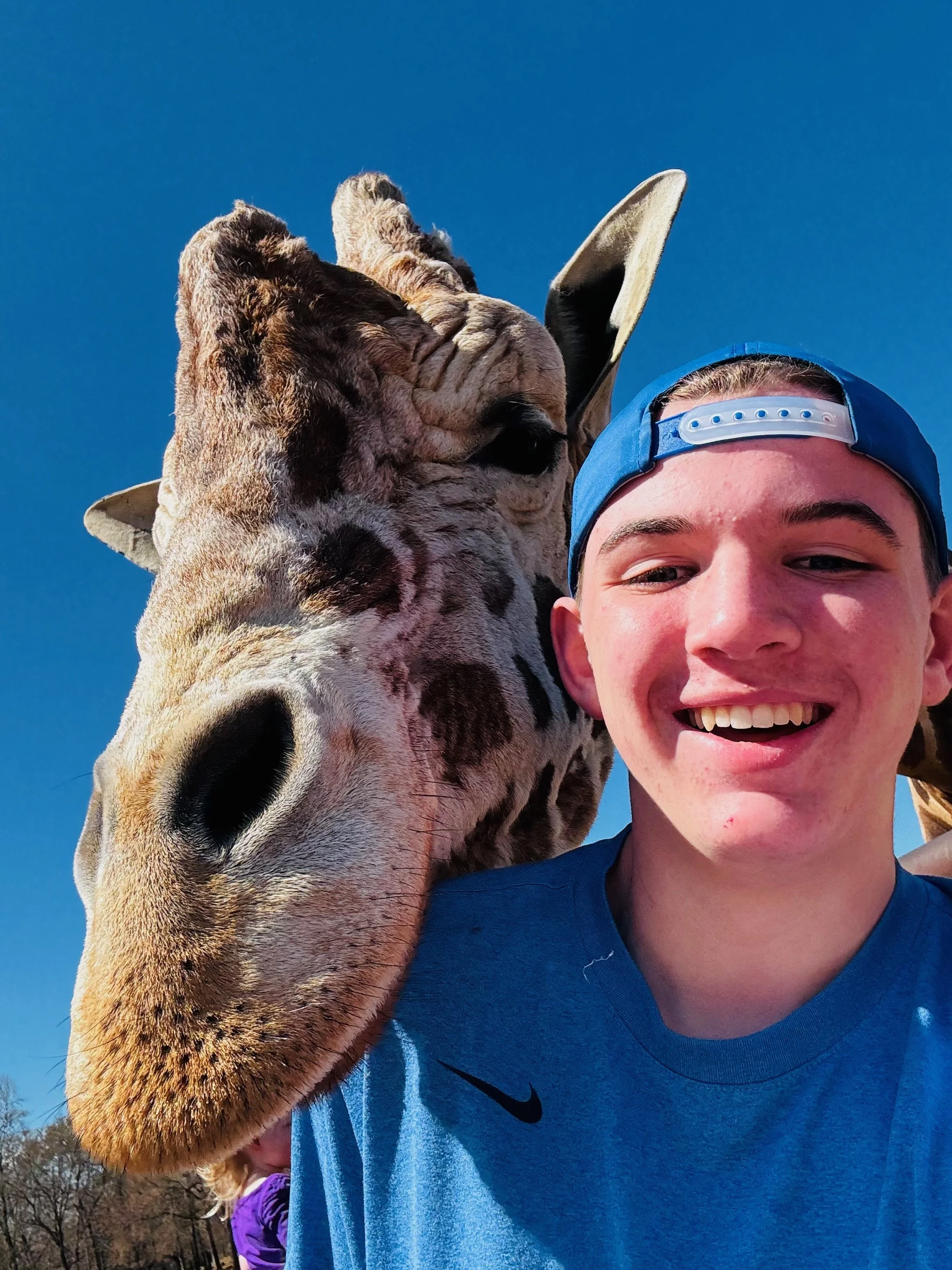 A young man smiling with a blue cap backwards, taking a selfie with a giraffe, against a clear blue sky.