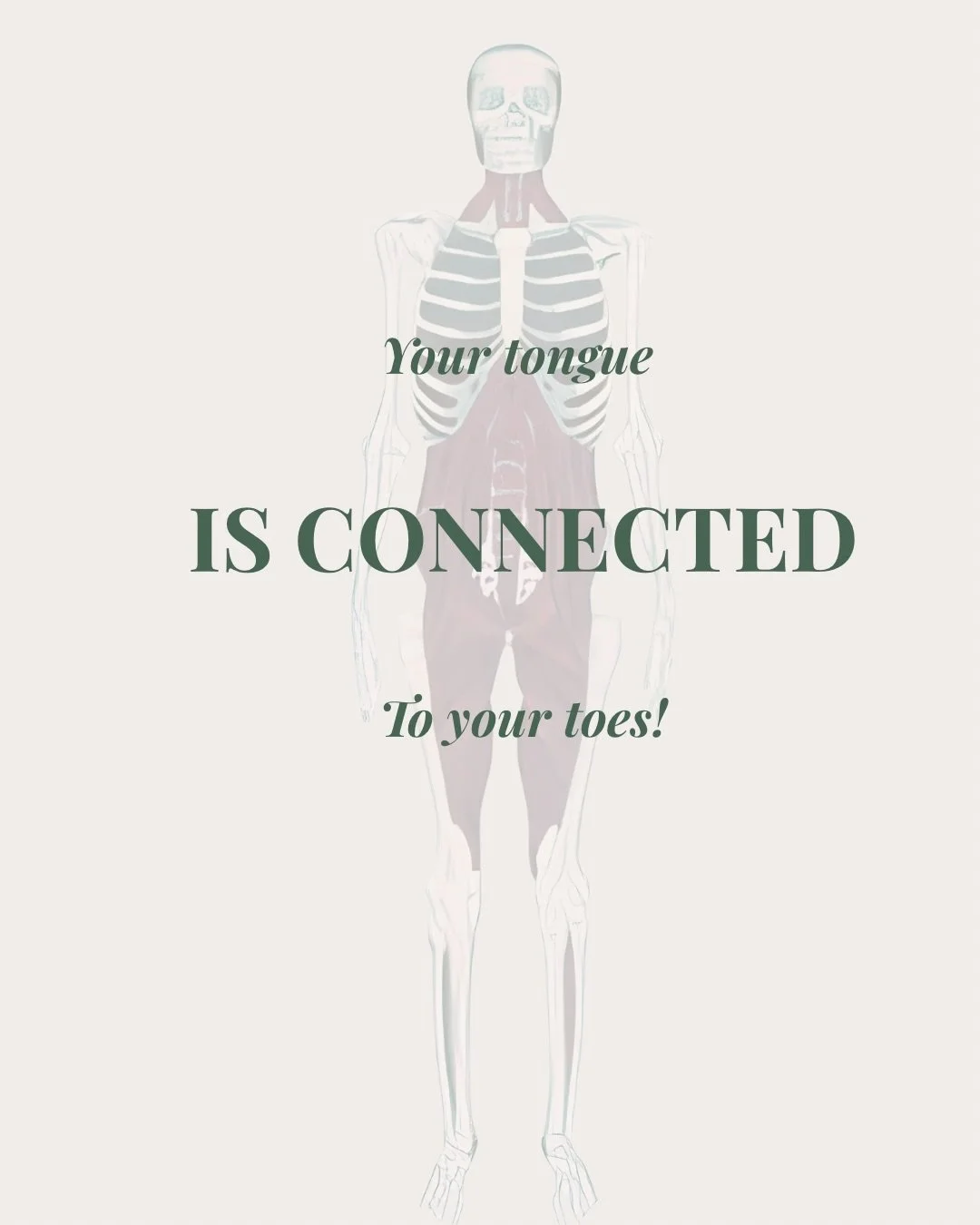 Did you know your tongue is connected to your toes?? 

The Deep Front Line (DFL) is a continuous web of muscles and fascia that runs through the very core of your body. Starting at your toes, running through the core and ending in the tongue! 

This 