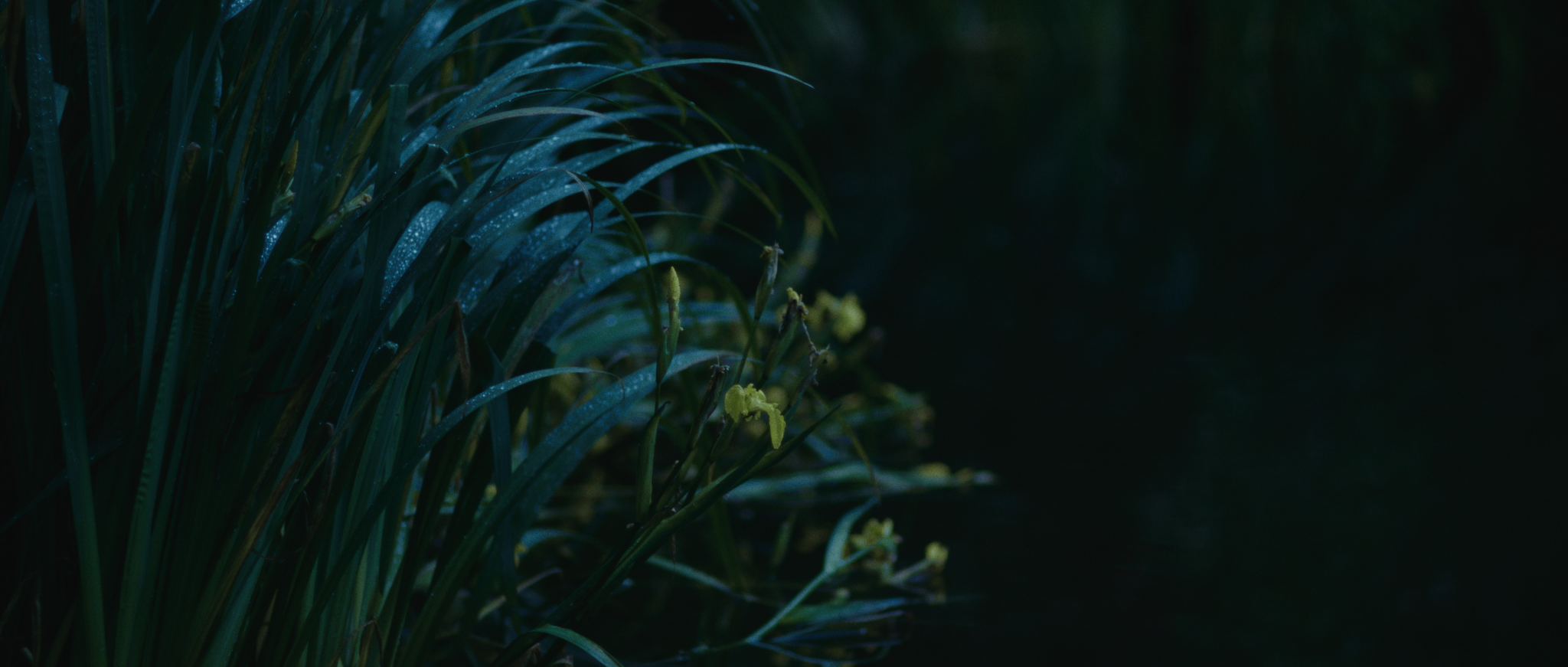 Still 2026-02-10 054911_1.1.68.png