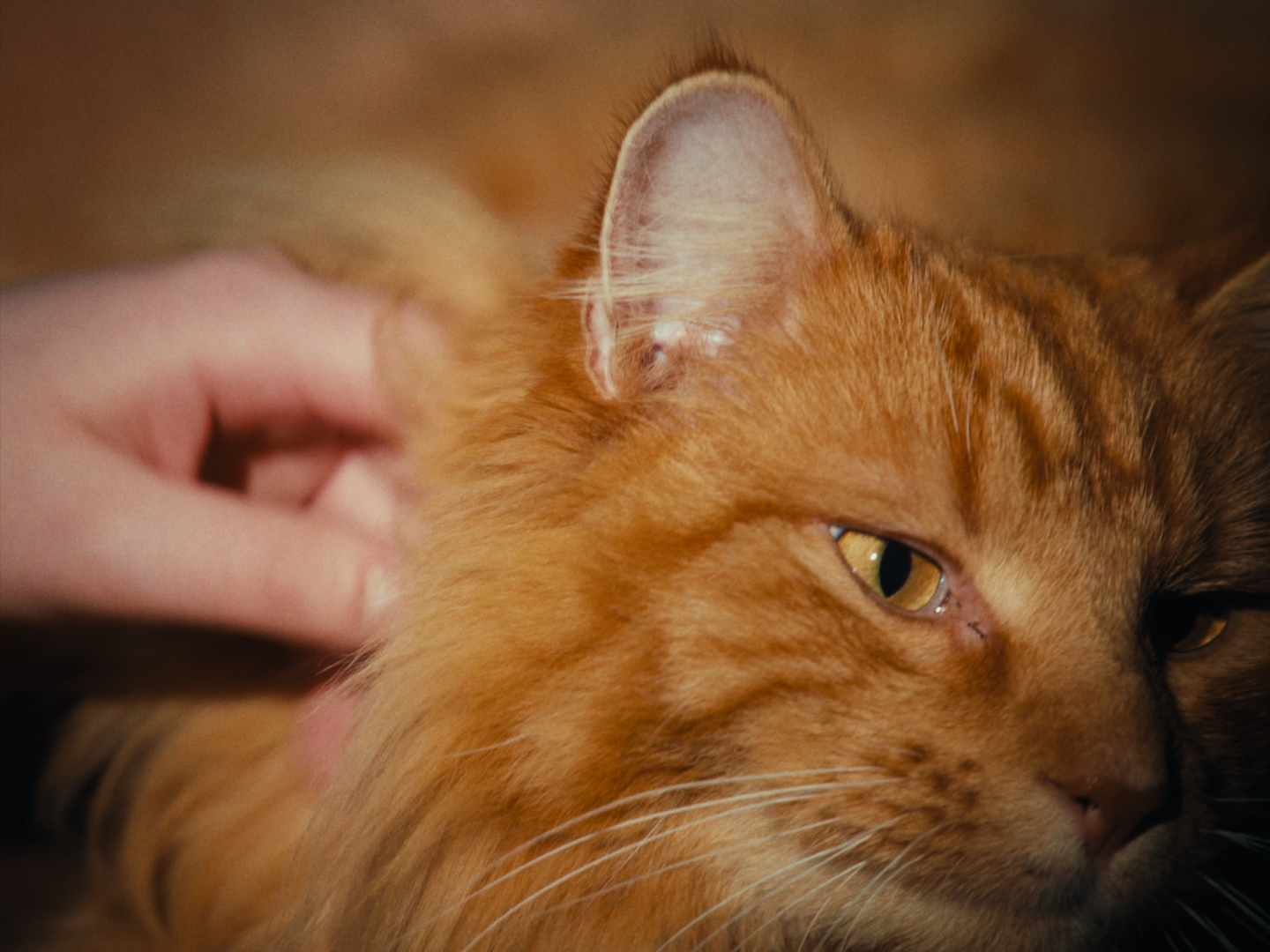 Still 2026-02-19 180641_1.1.38.png