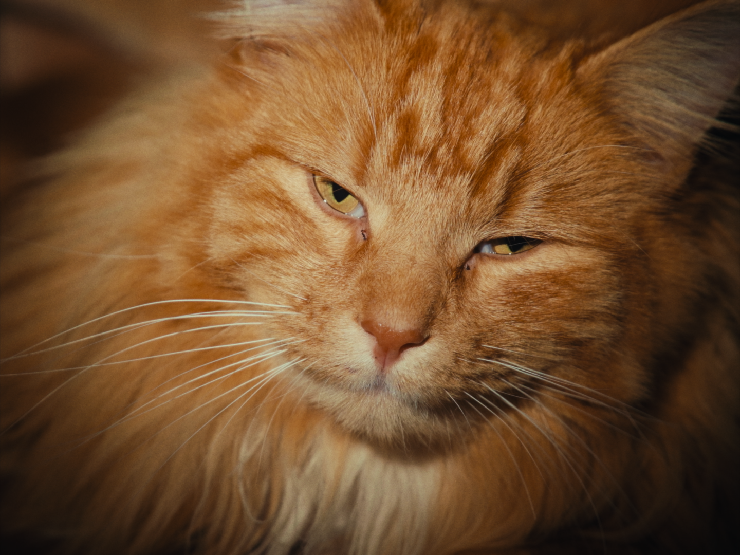 Still 2026-02-19 180641_1.1.37.png