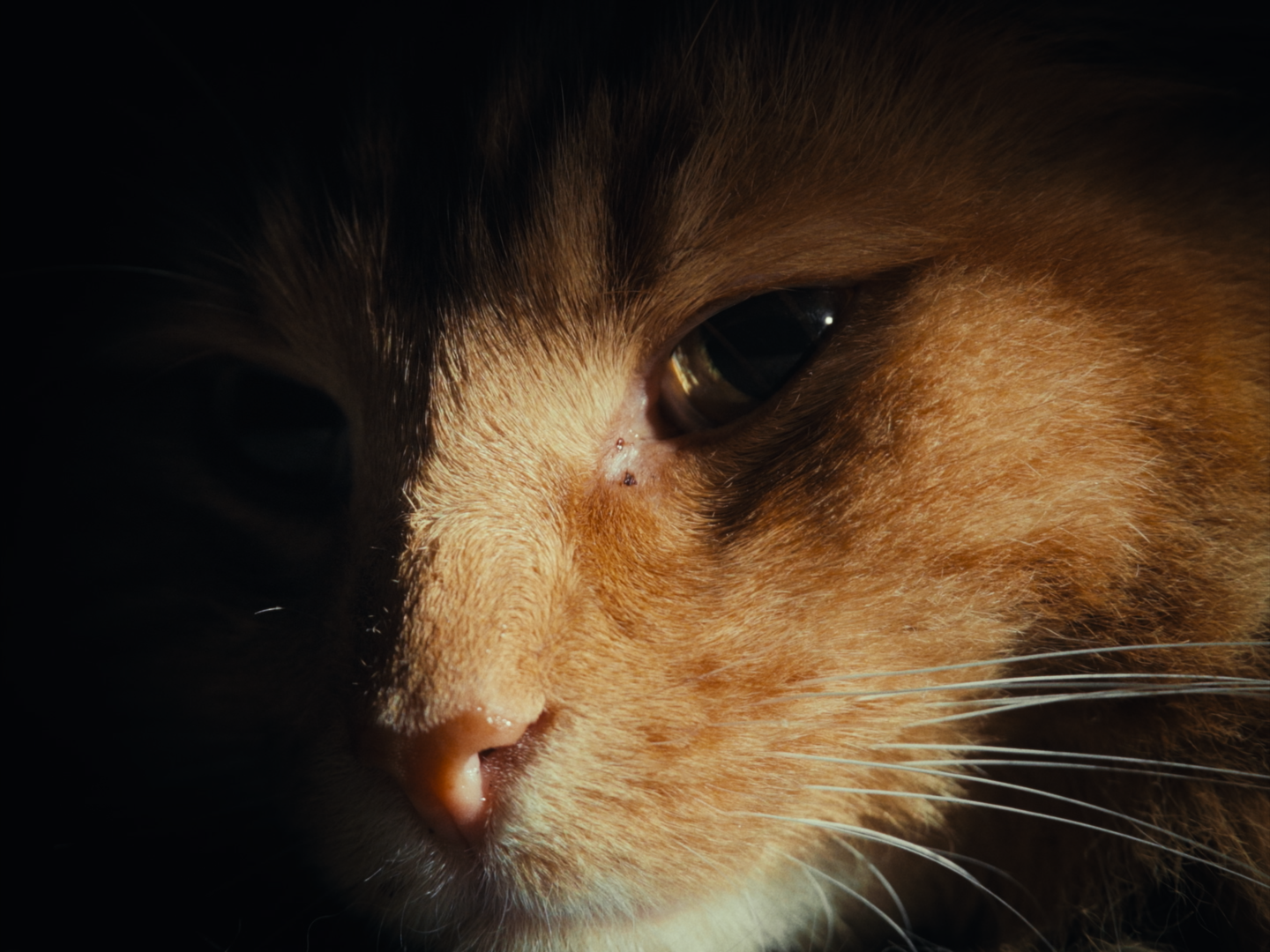 Still 2026-02-19 180641_1.1.39.png