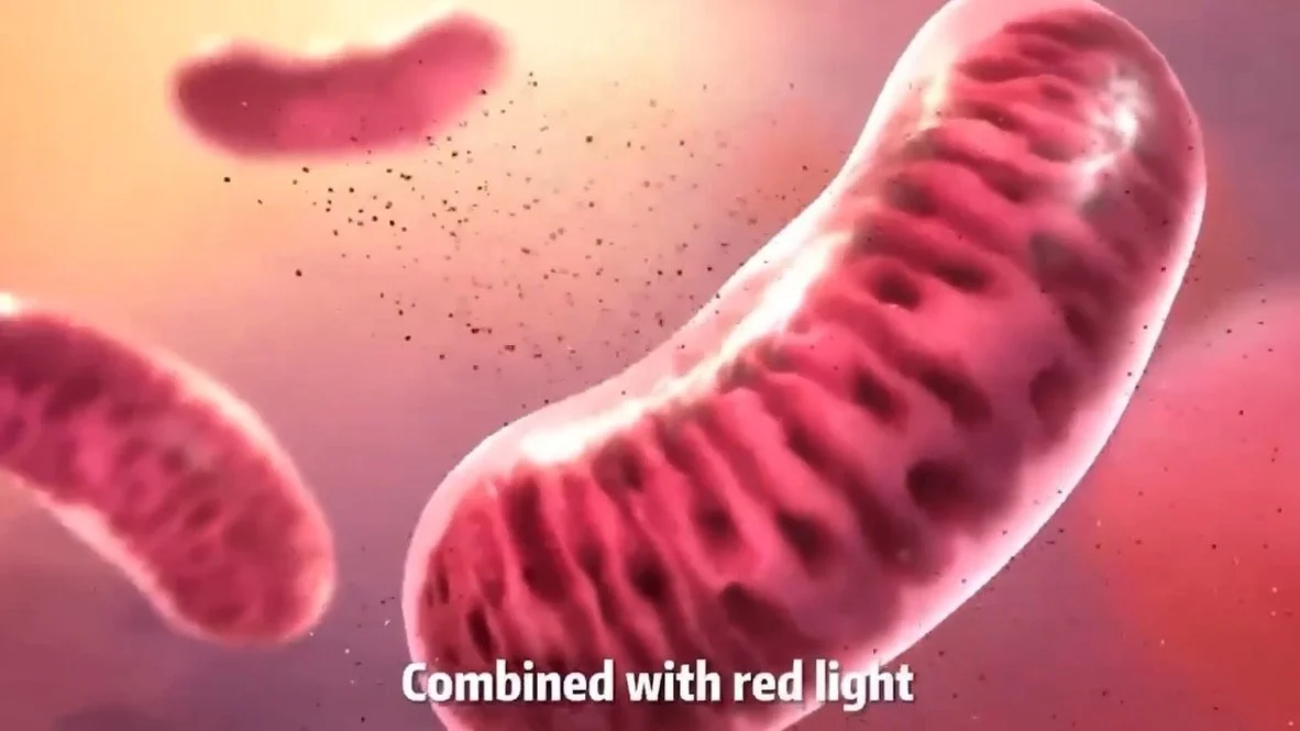 Close-up view of mitochondria with a pink background, with a caption reading "Combined with red light."