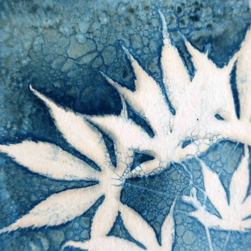 Cyanotype Acer Print