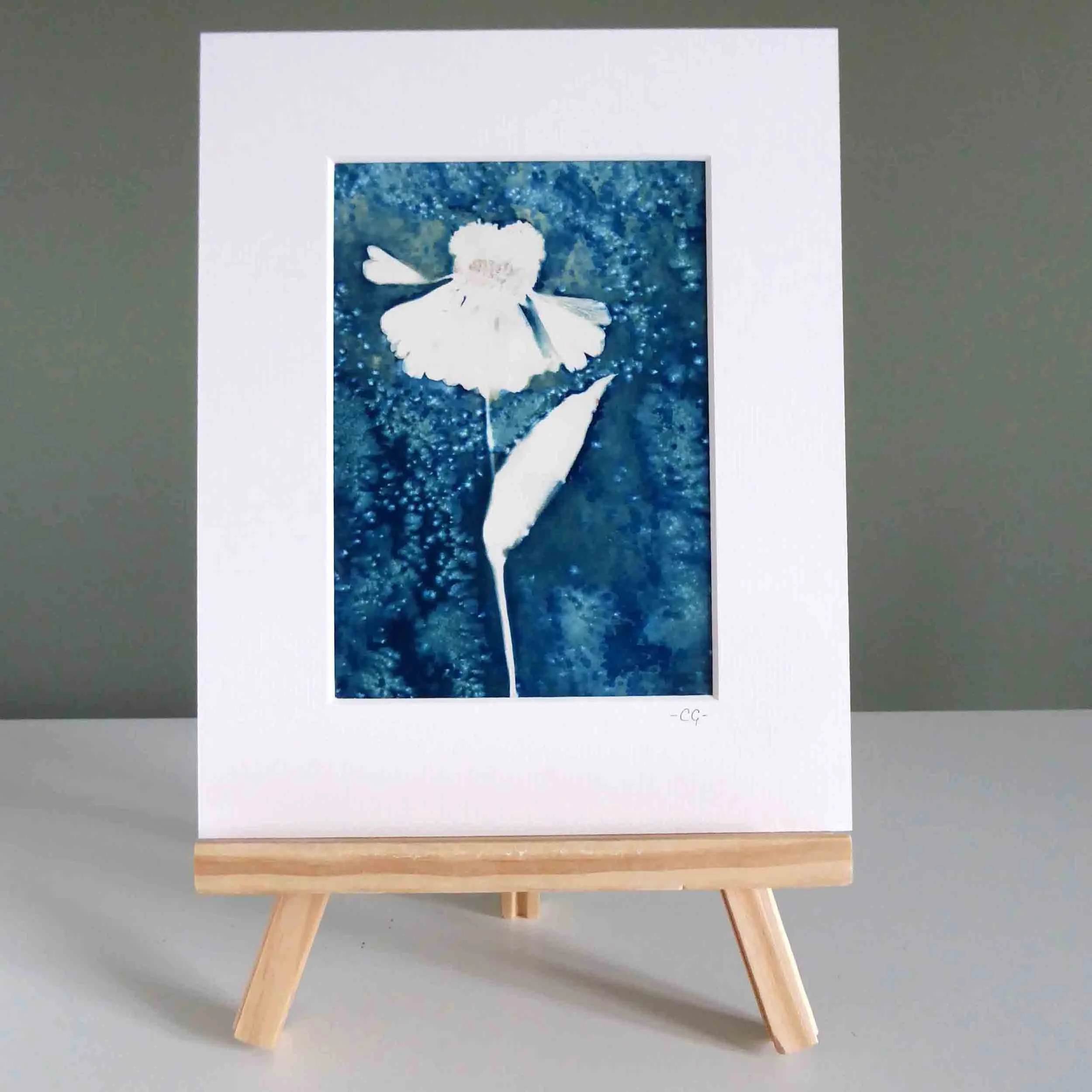 Echinacea Cyanotype