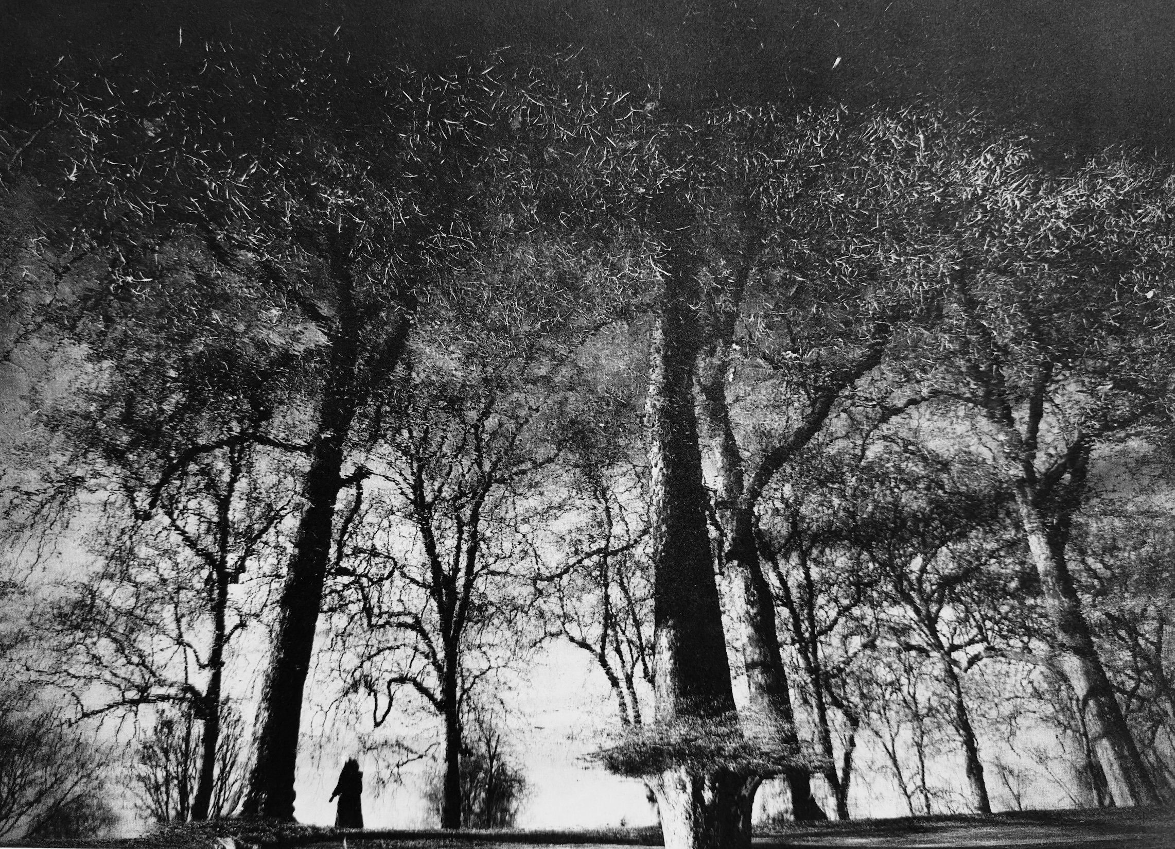 Nighttime black and white photograph of leafless trees with intricate branches, with a person walking along a path at the bottom.