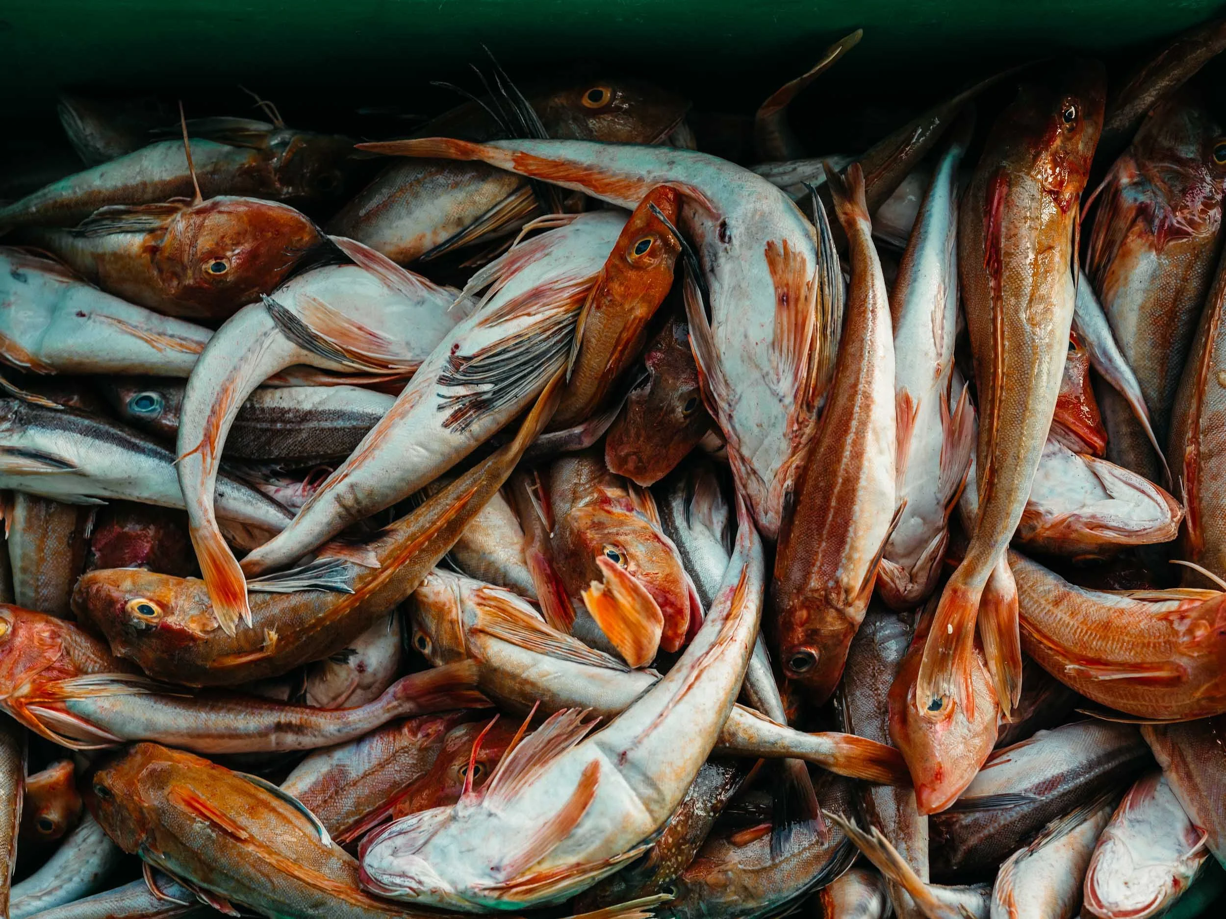 Fishermen's Mission /Salt In The Blood