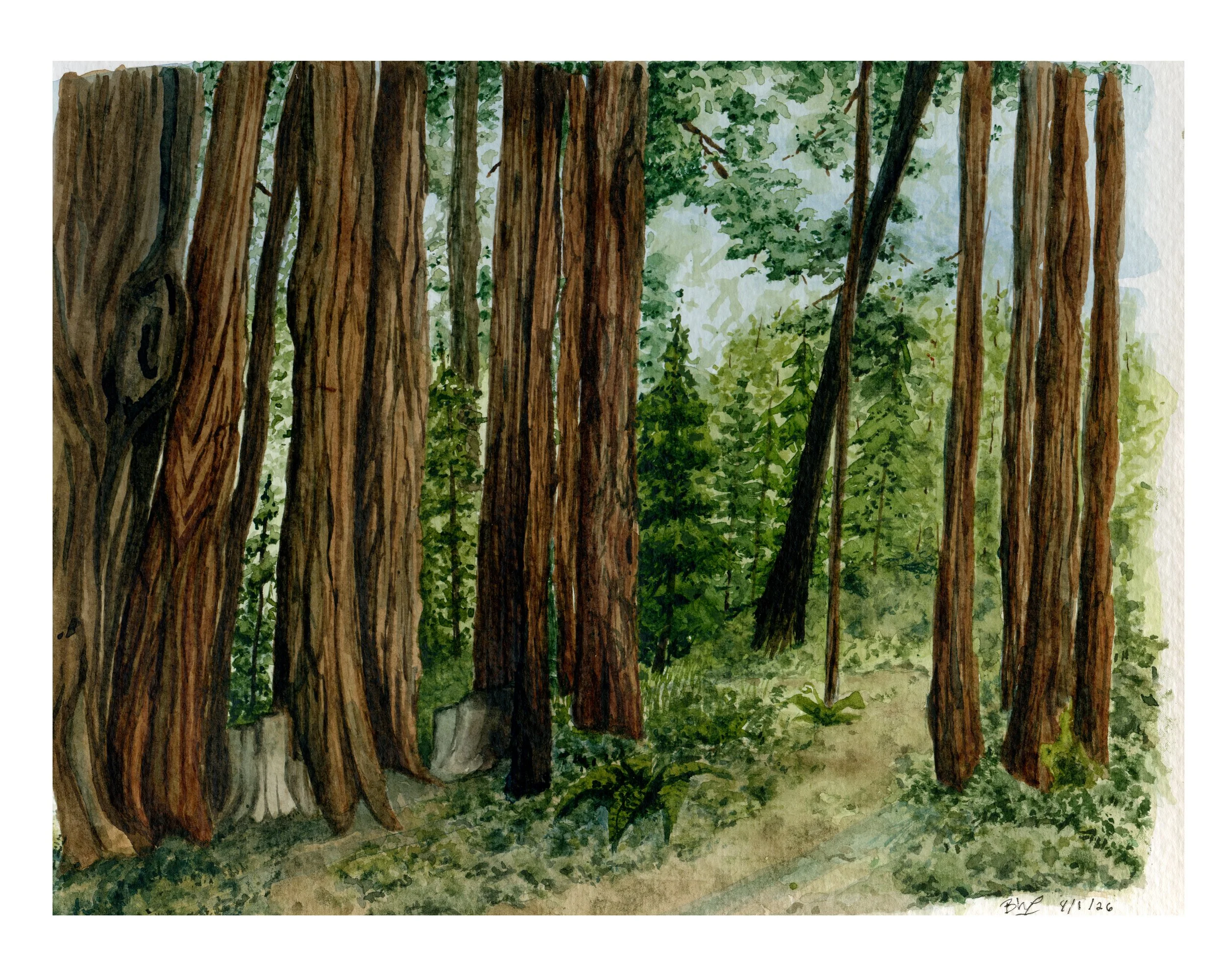 damnredwoodsforprint forweb.jpg