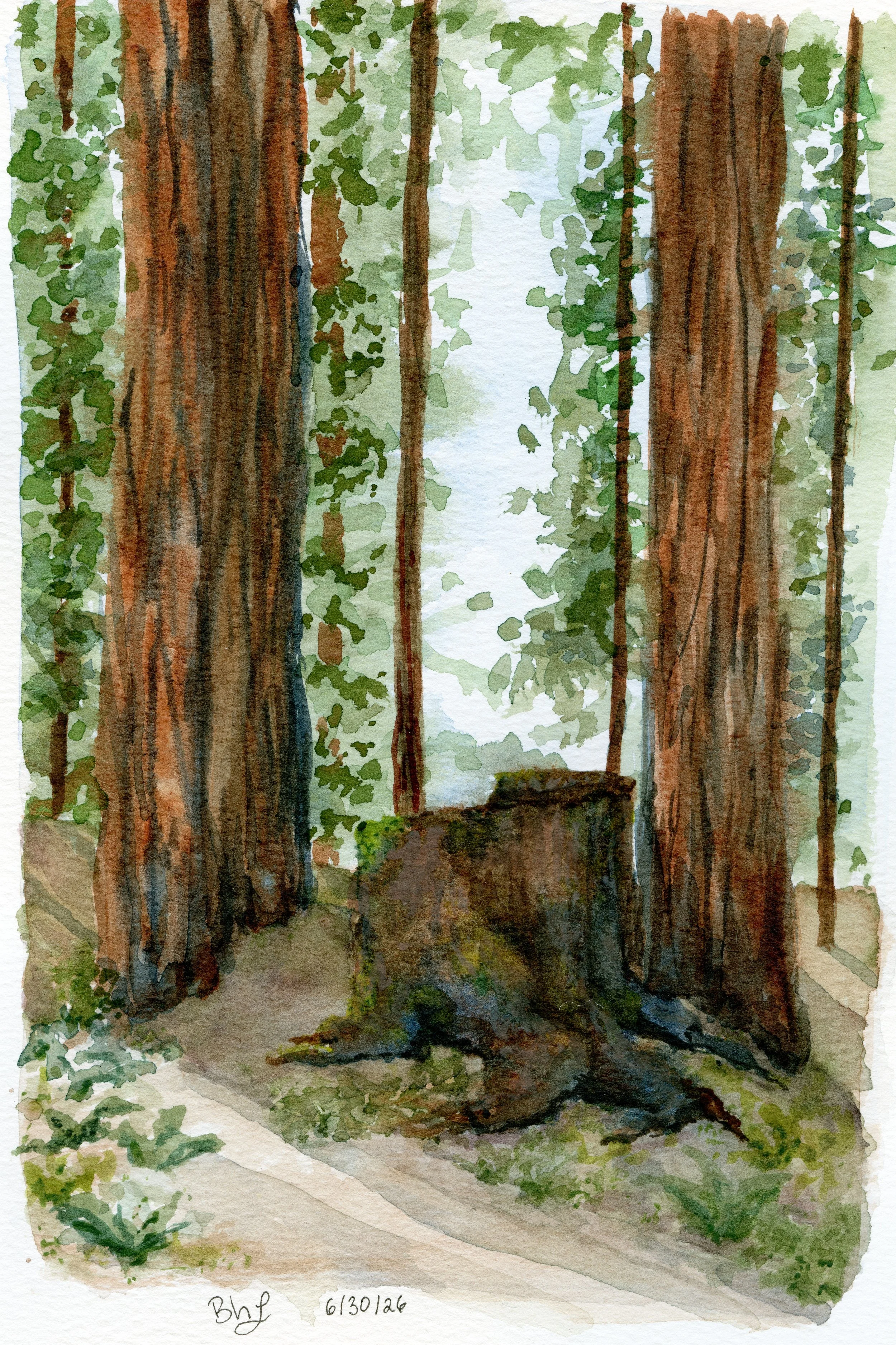 redwood stump scan-Recovered.jpg