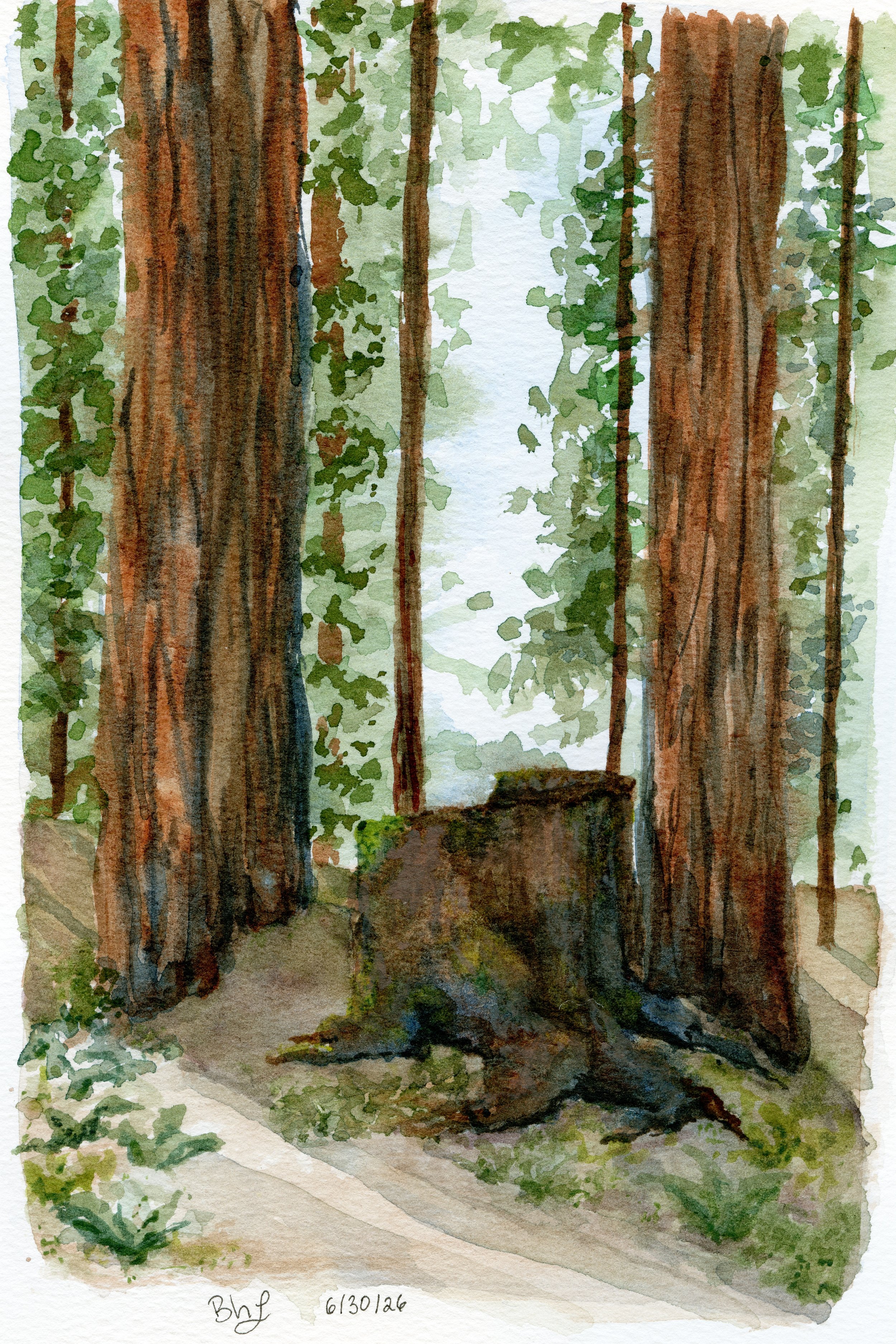 redwood stump scan-Recovered.jpg