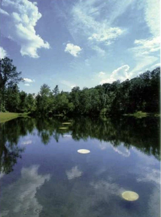 pond dots.jpg
