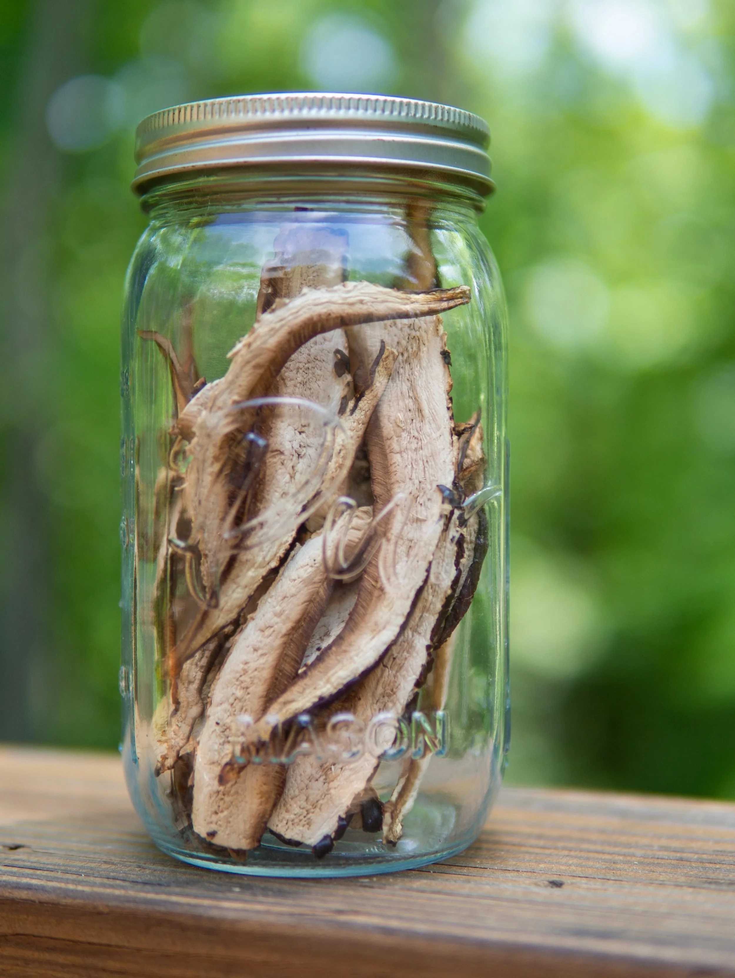 Time to find and dry Reishi to use throughout the year (in southern Appalachia). I like to drop a couple broken-up pieces in black tea while it&rsquo;s steeping for a strong flavor combination.