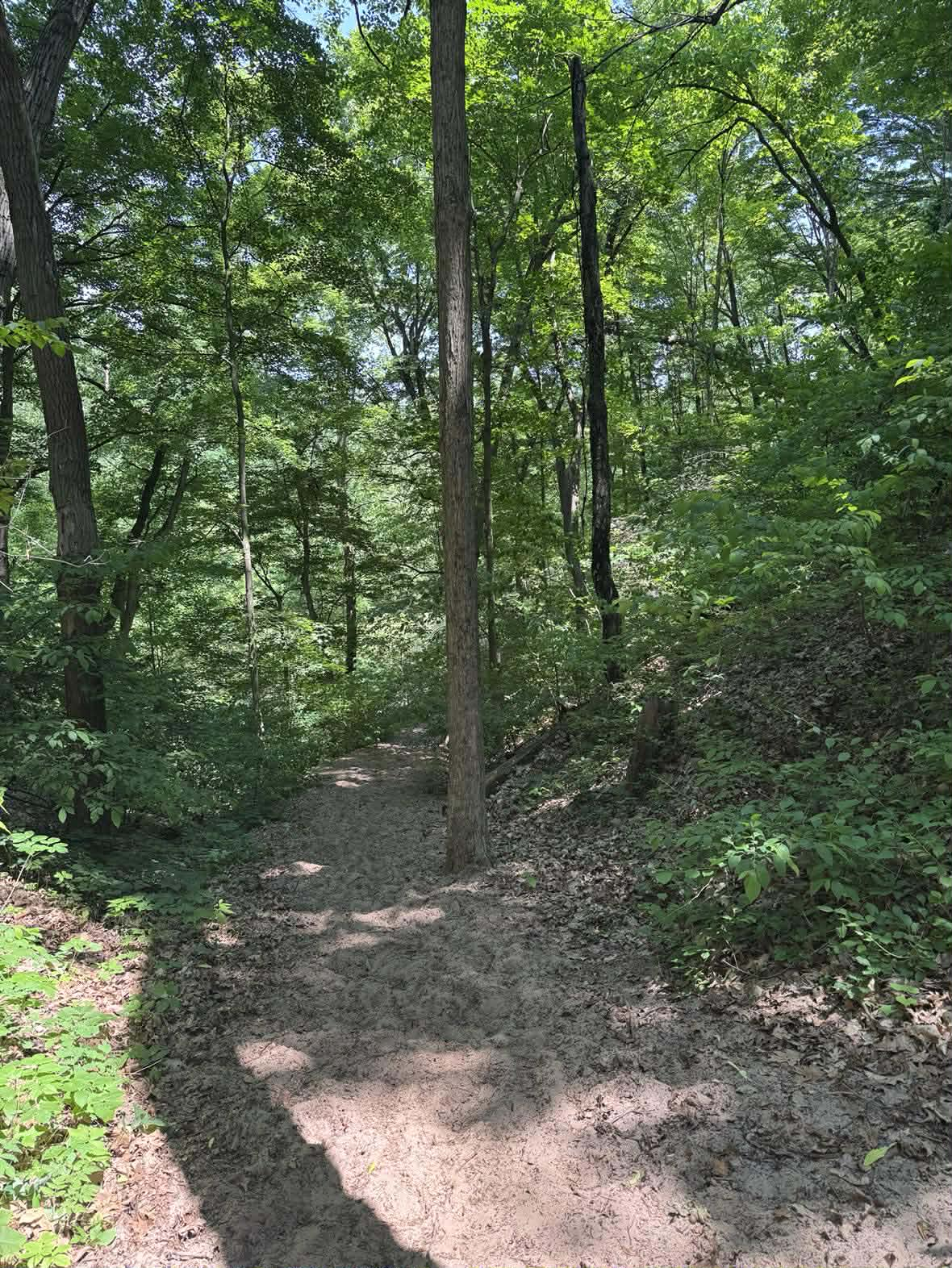 Warren dunes trees.png
