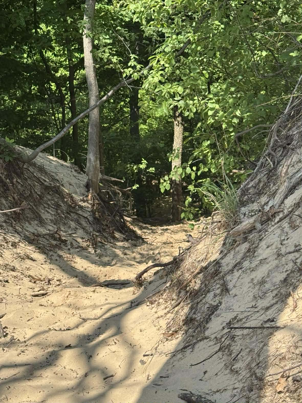 Warren Dunes top of dune.png