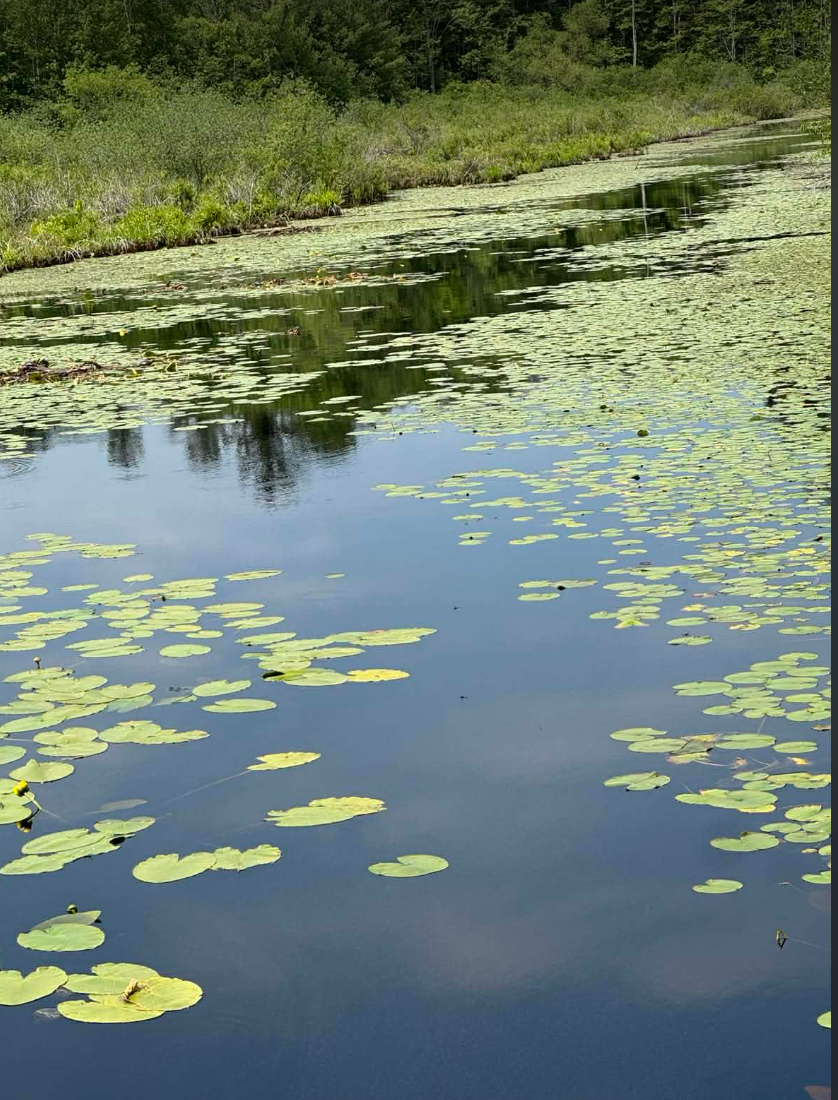 Mitchell lily pads.png