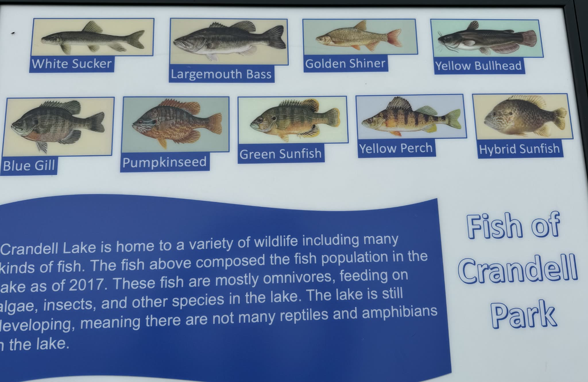Fish of Crandell Park.png