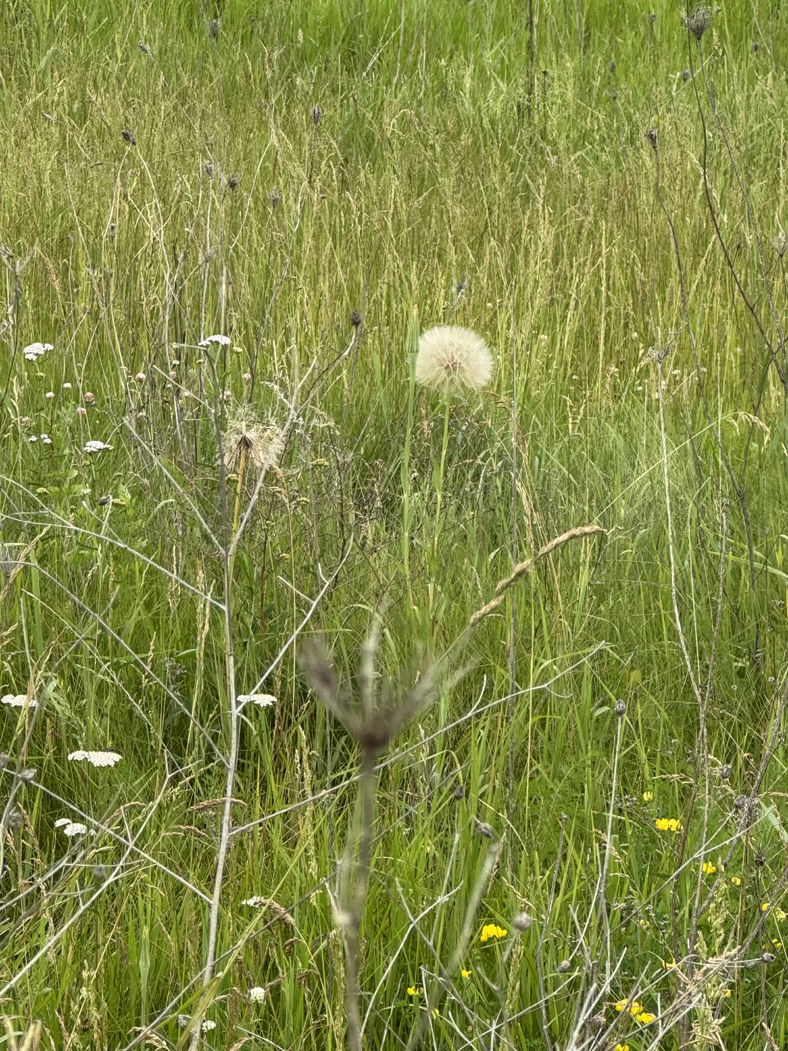Crandell dandelion.png