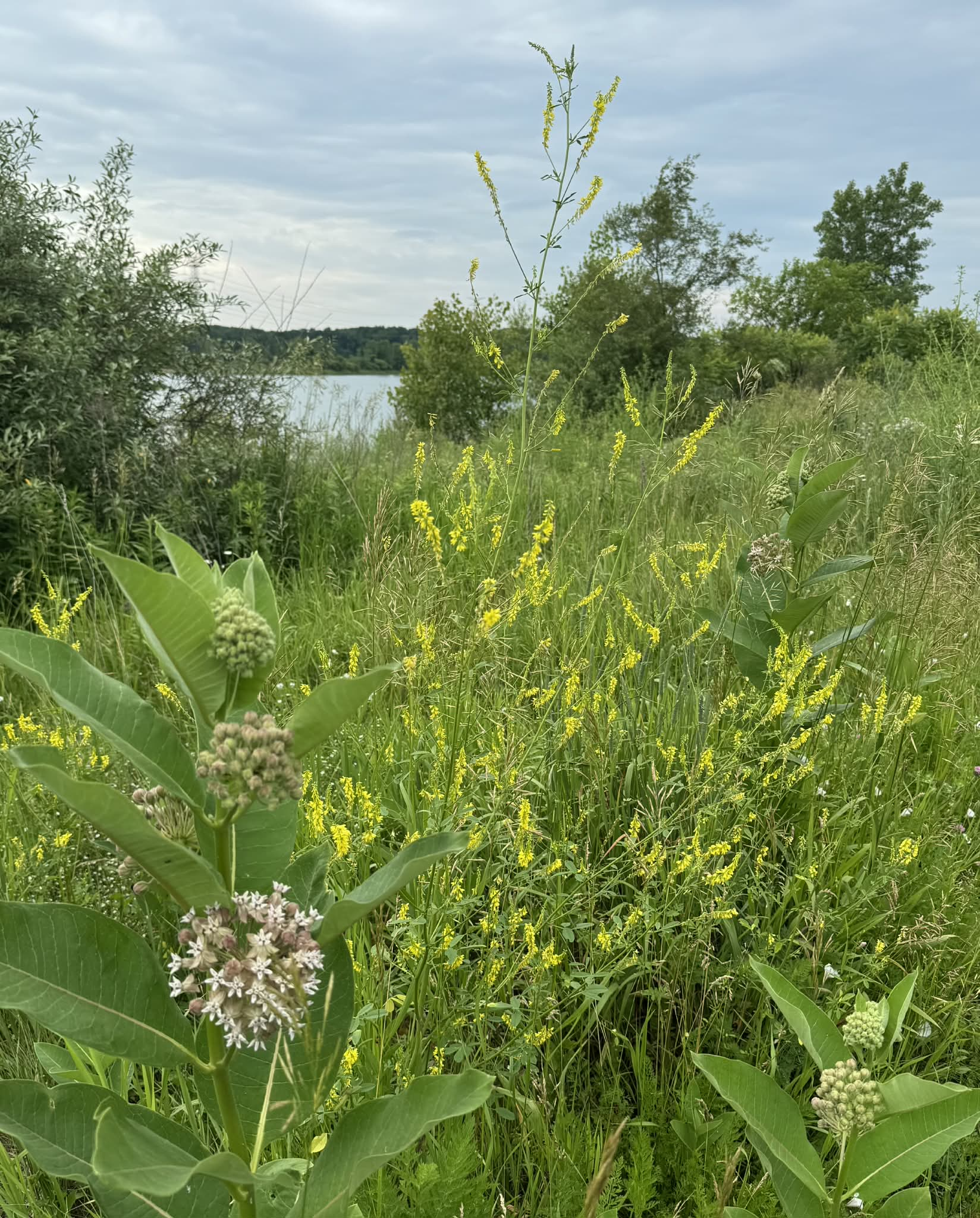 Crandell wildflowers.png
