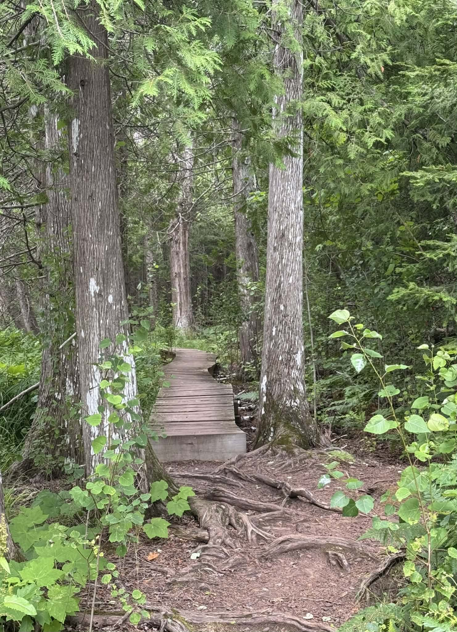 Hunter boardwalk.png