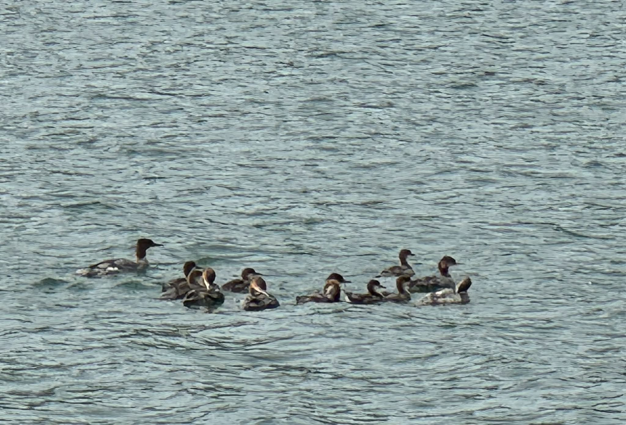 Hunter ducks or loons.png