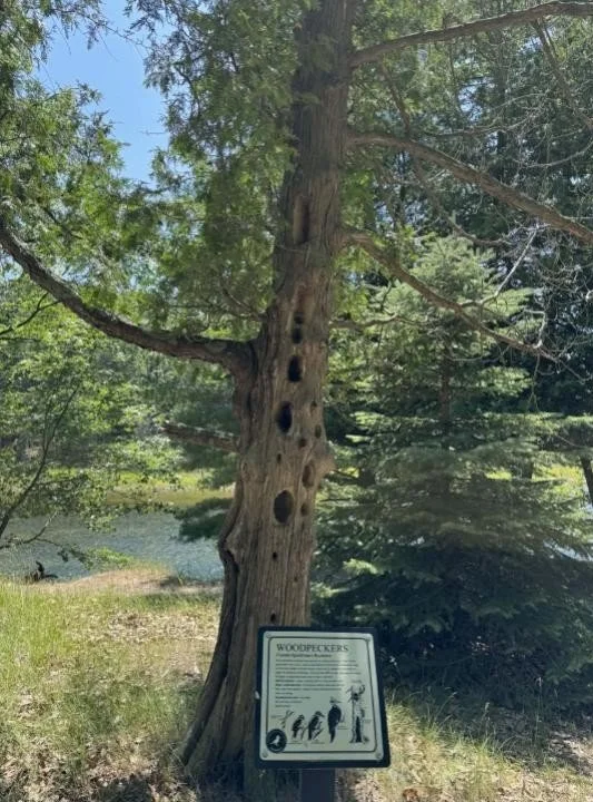 Ludington State Park