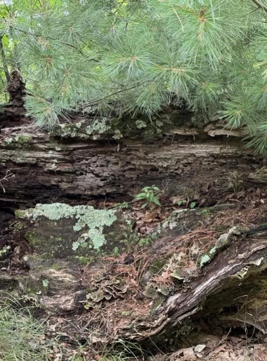 Newaygo decomposition.jpg