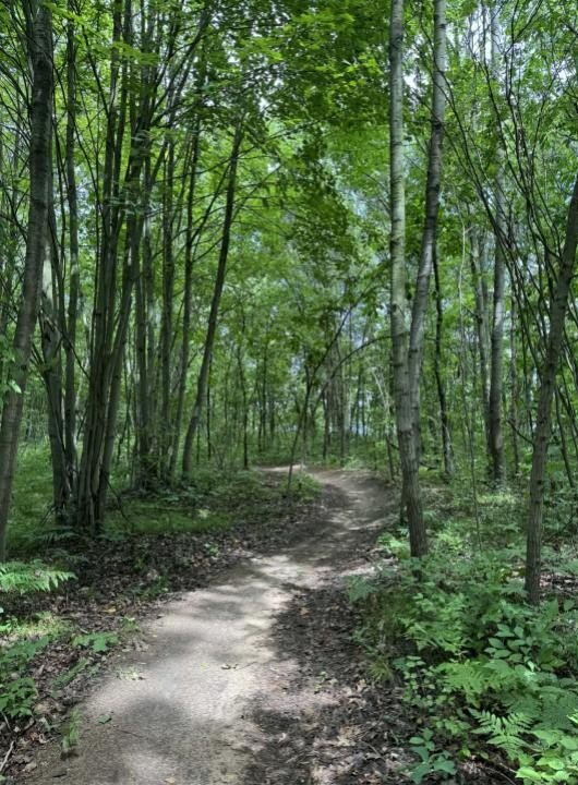 Newaygo trail.jpg