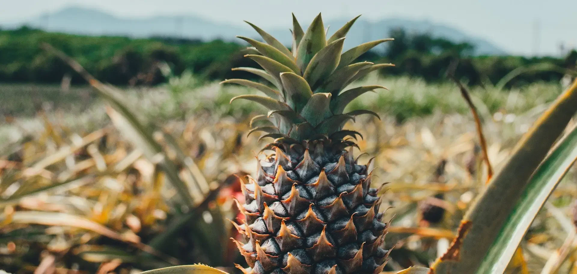 Pelo encravado na barba: saiba como evitar