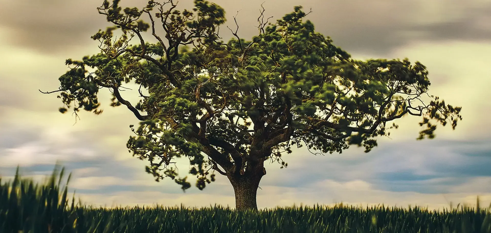 É Dia Mundial da Terra. Veja como você pode comemorar.