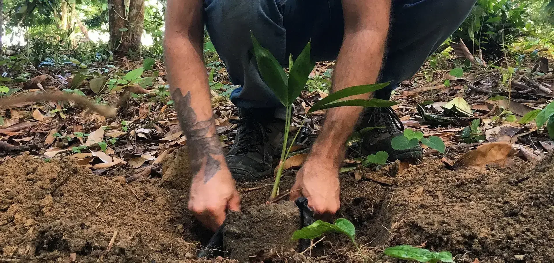 Com quantas barbas se recupera uma floresta?