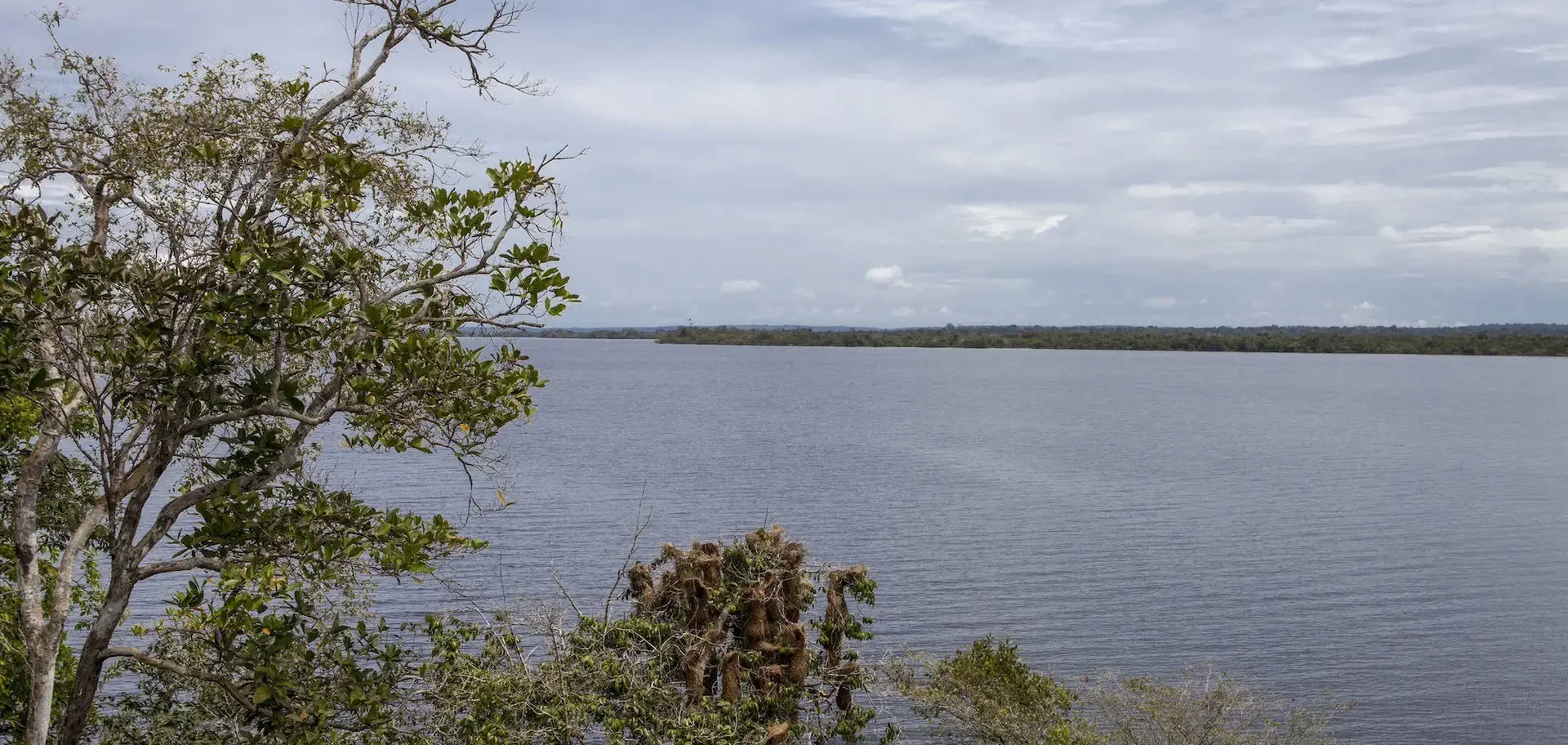 Reflorestamento: Dez meses e 228 árvores depois