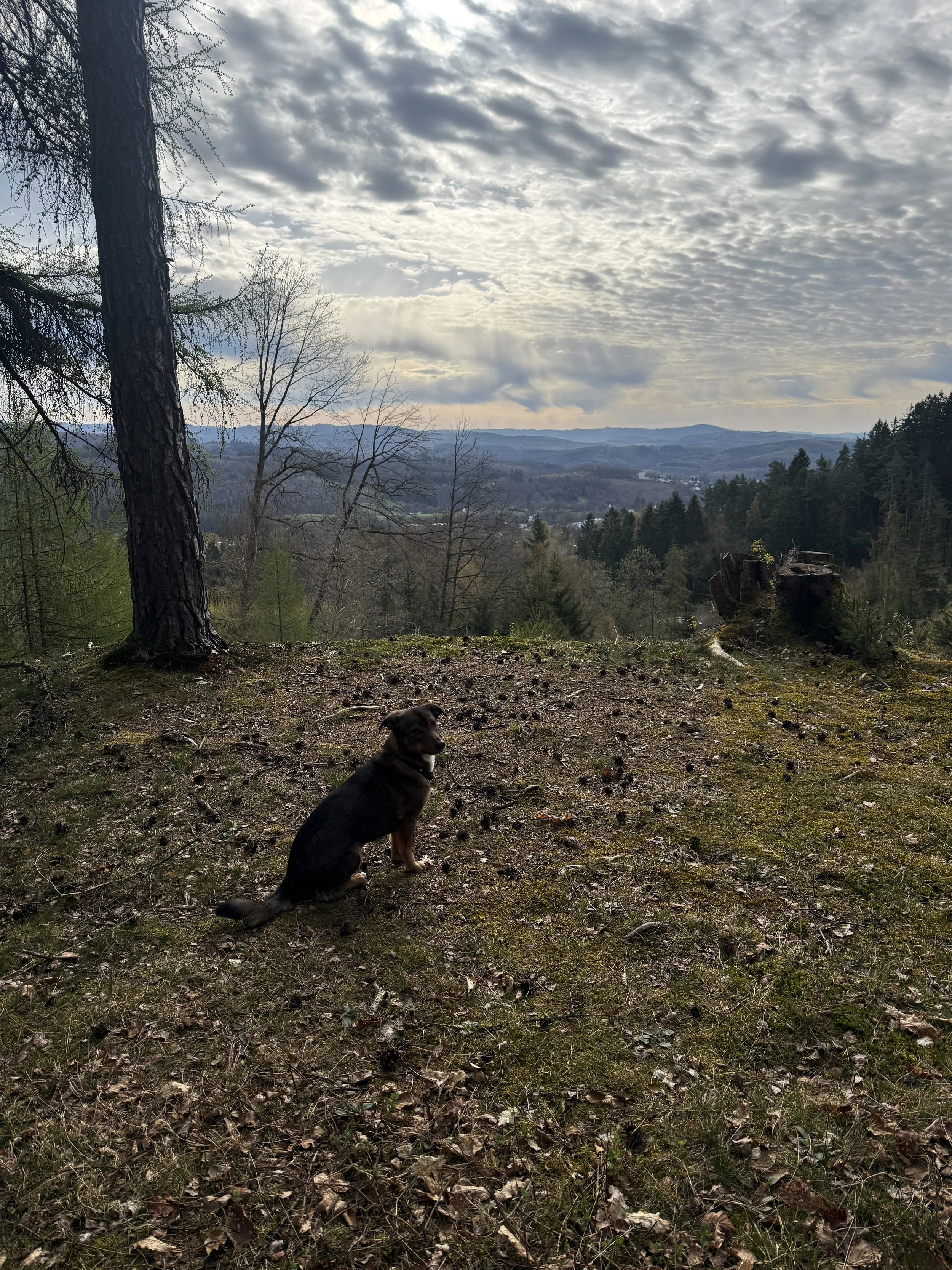 Ein Hund sitzt auf einem Waldboden mit herabgefallen Blättern, im Hintergrund sind Bäume, Hügel und ein bewölkter Himmel zu sehen.