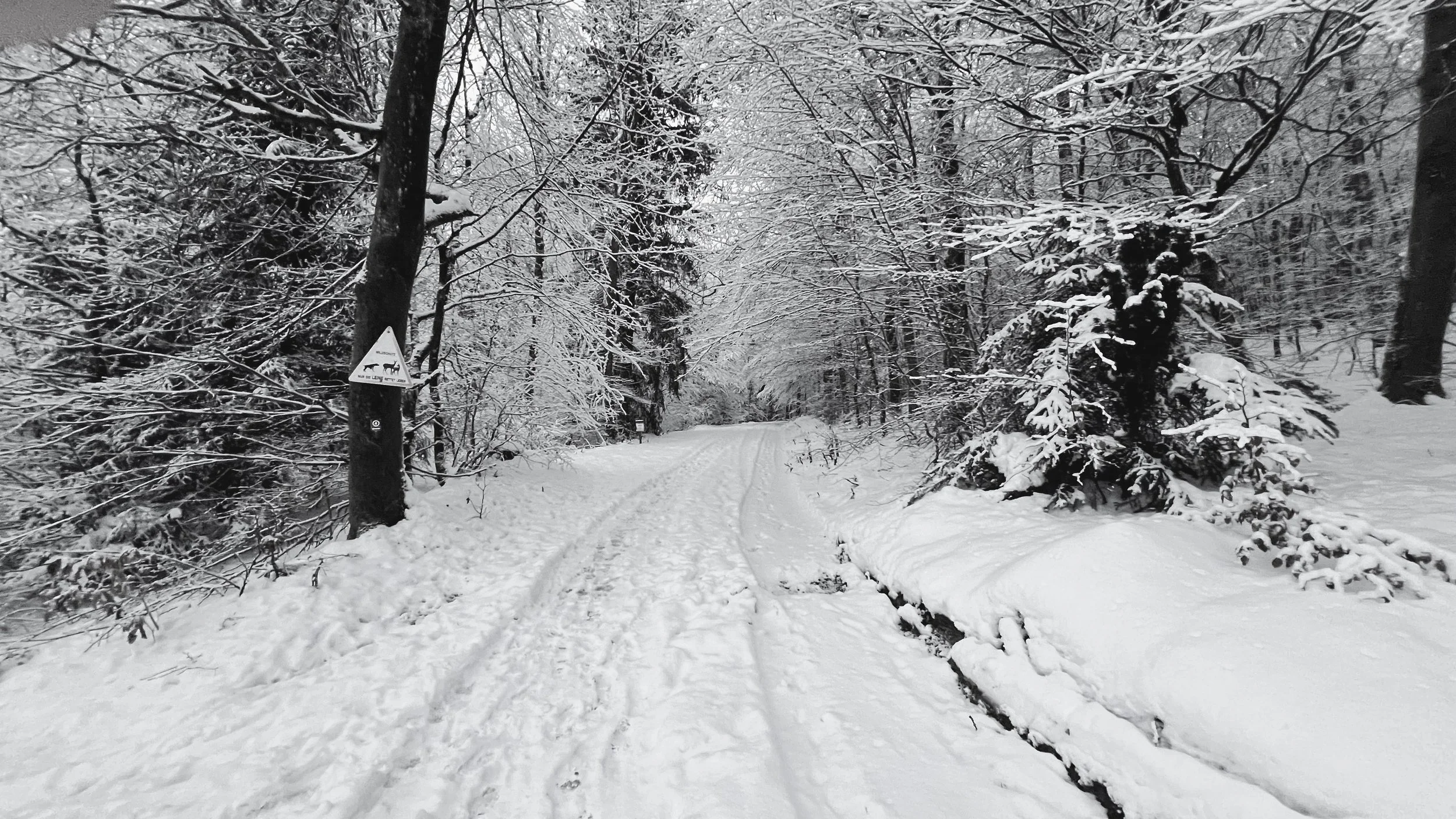 Schneebedeunter Wanderweg im Wald mit Gefahrenhinweis für Hunde